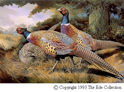 Chinese Ring-necked Pheasant.jpg (49092 bytes)