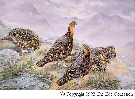 Red Grouse.jpg (47060 bytes)