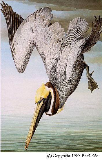 Brown Pelican.jpg (60070 bytes)