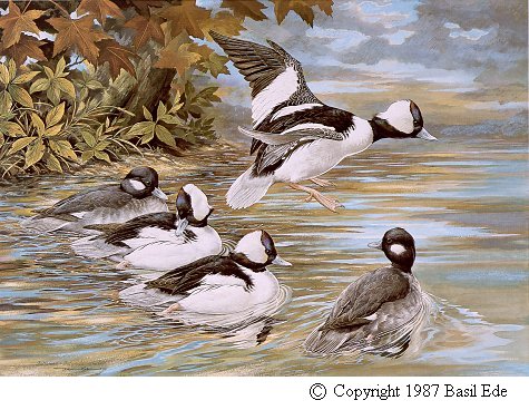 Bufflehead.jpg (68026 bytes)