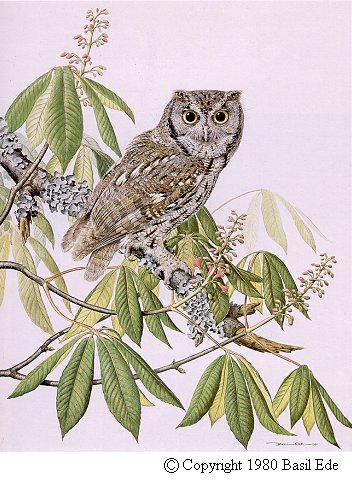 Gray Phase Screech owl.jpg (60079 bytes)