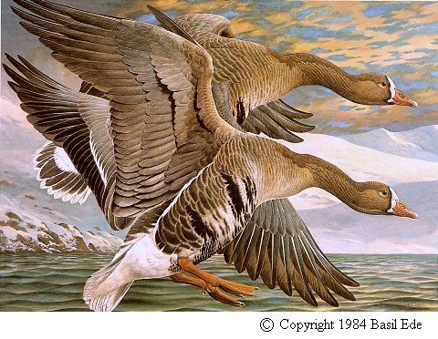 Greater White-Fronted Goose.jpg (72303 bytes)