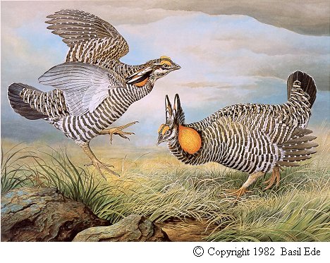 PrairieChicken.jpg (68967 bytes)