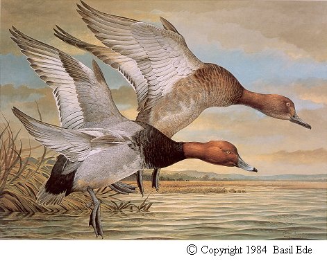 Redhead Duck.jpg (54875 bytes)