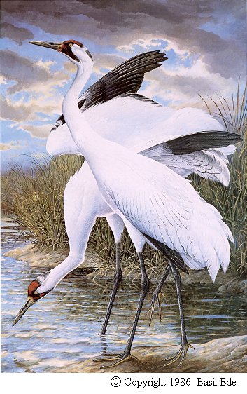 Whooping Crane.jpg (68960 bytes)