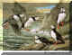 Atlantic Puffin.jpg (69710 bytes)