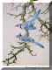 Blue Jay.jpg (47620 bytes)