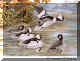 Bufflehead.jpg (68026 bytes)