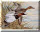 Canvasback.jpg (61516 bytes)