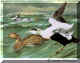 Common Eider.jpg (52466 bytes)