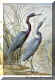 Little Blue Heron.jpg (62304 bytes)