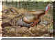 Wild Turkey.jpg (95922 bytes)