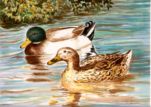 Mallard Pair.jpg (107691 bytes)