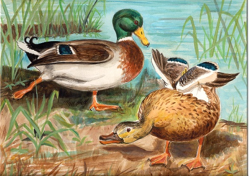 Stream mallards.jpg (124002 bytes)