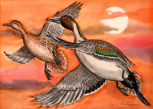 pintail.jpg (103256 bytes)