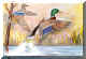 Mallards.jpg (96580 bytes)