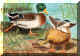 Stream_mallards.jpg (124002 bytes)